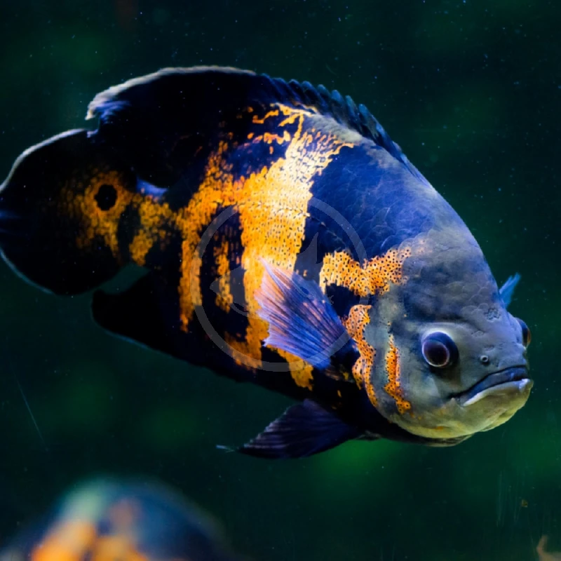 🎑​   C. Americanos
