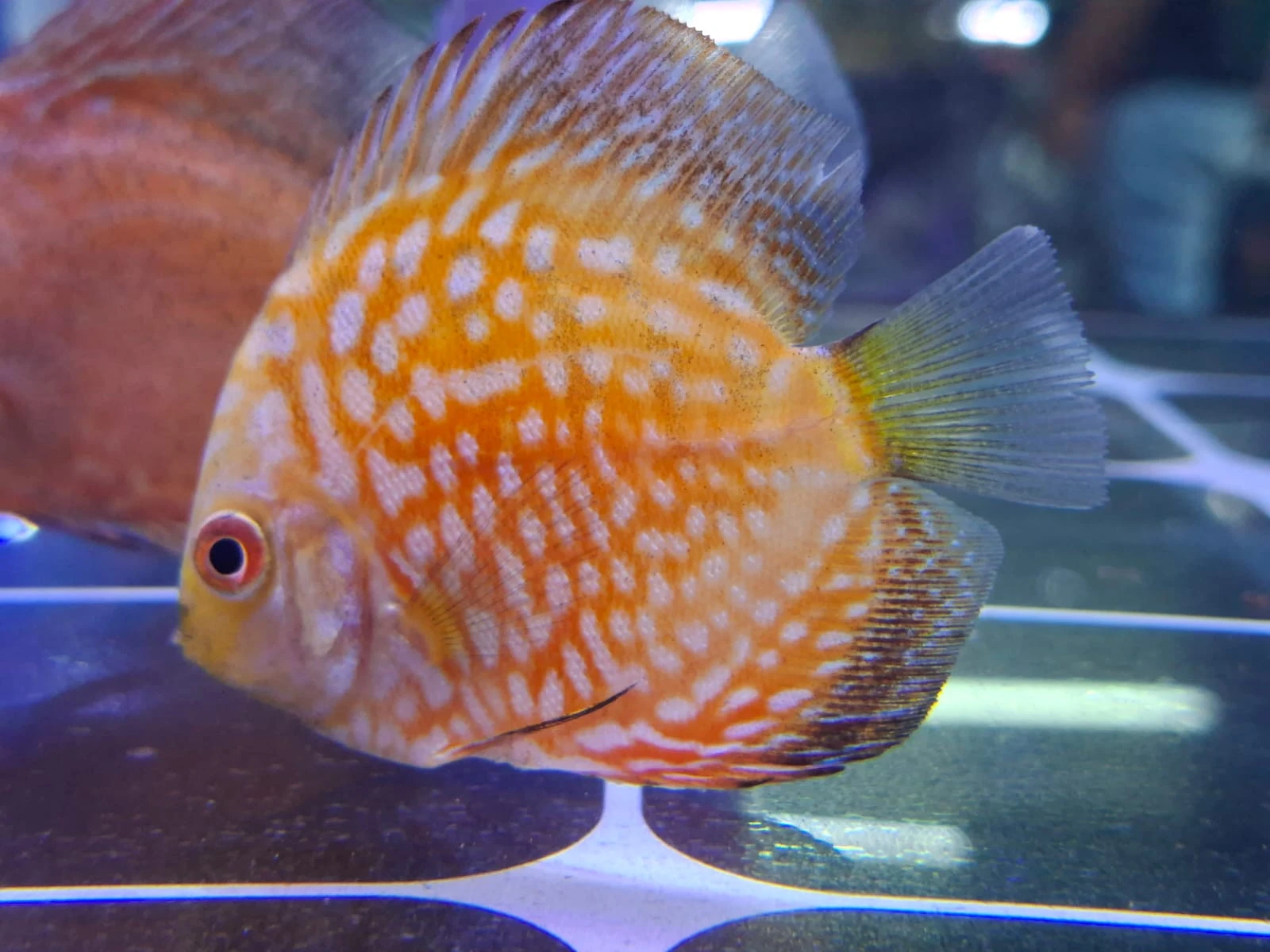 producto